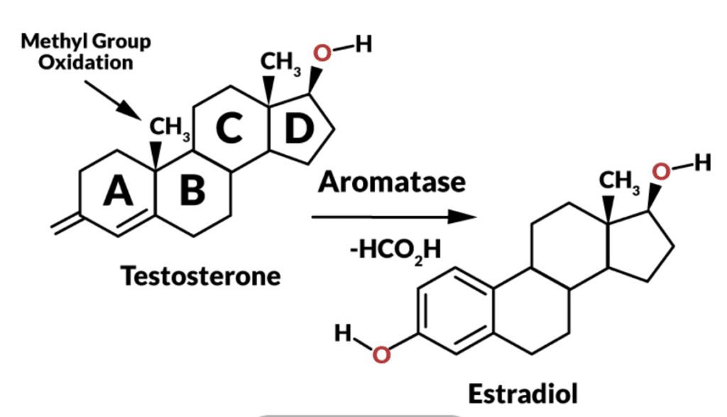 The-Real-Truth-on-Aromatase-Inhibitor-Medications