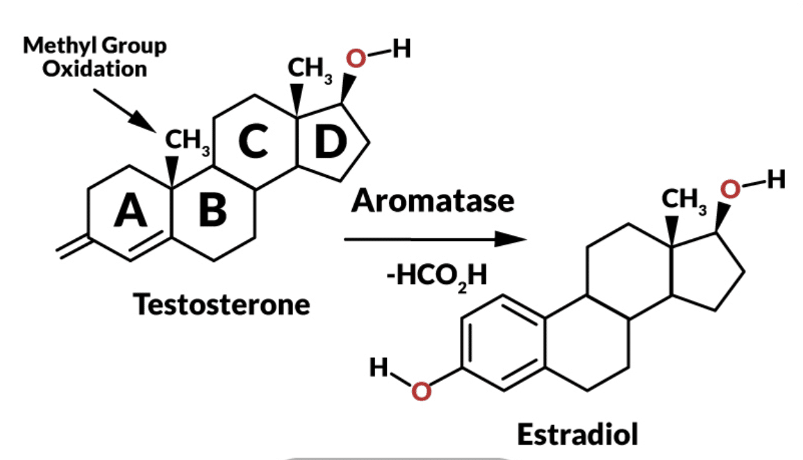 The-Real-Truth-on-Aromatase-Inhibitor-Medications