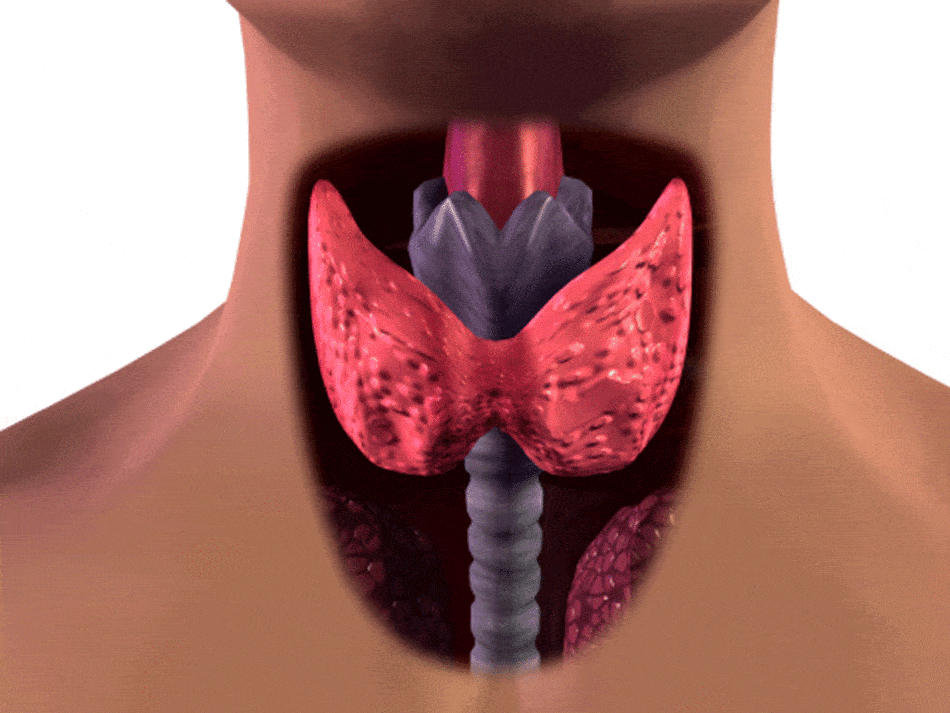 Is Thyroid Resistance The New Diabetes?