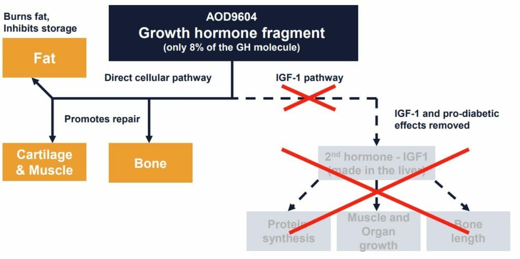 AOD9604 Peptide Benefits, Dosage & Side Effects