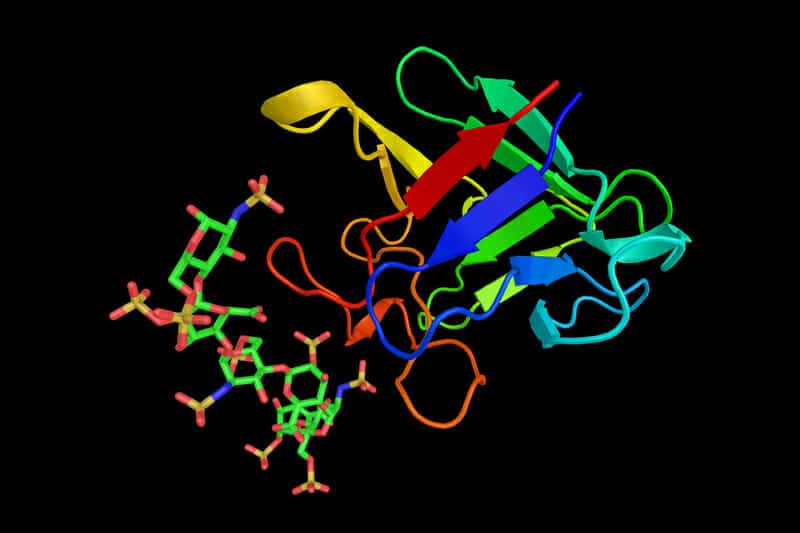 FGL Peptide