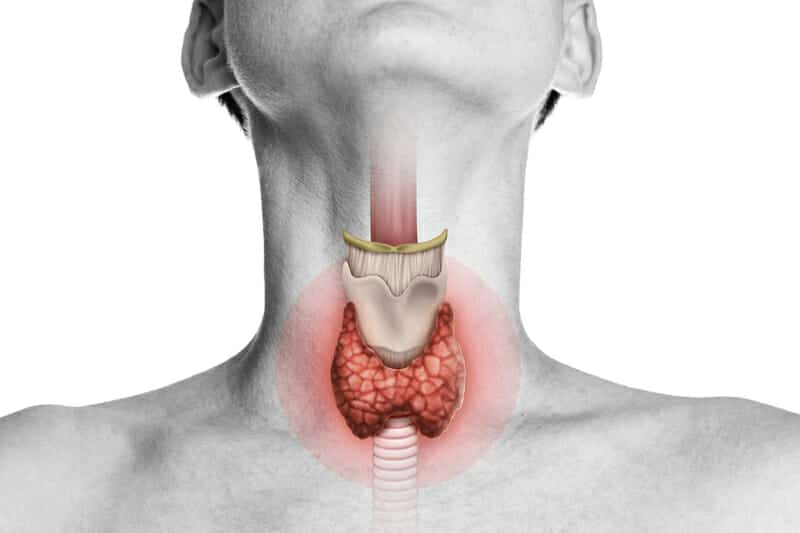 Desiccated Thyroid: How To Optimize The Body’s Most Powerful Gland