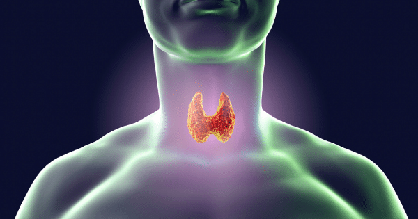A 3D anatomical illustration showing a glowing, orange-red butterfly-shaped thyroid gland positioned at the front of a translucent, green-tinted human neck and upper torso silhouette.