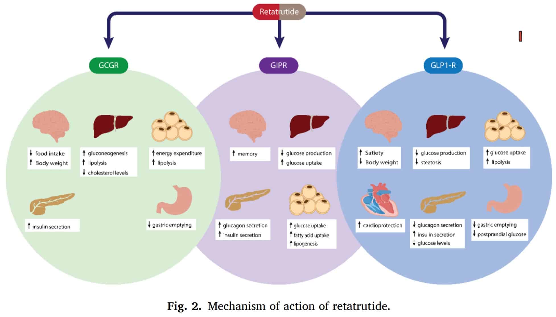 What are the future prospects for Retatrutide 10mg in metabolic disease treatment? What are the future prospects for Retatrutide 10mg in metabolic disease treatment?