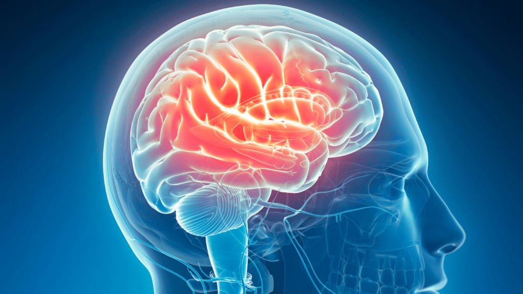 An image of a human brain