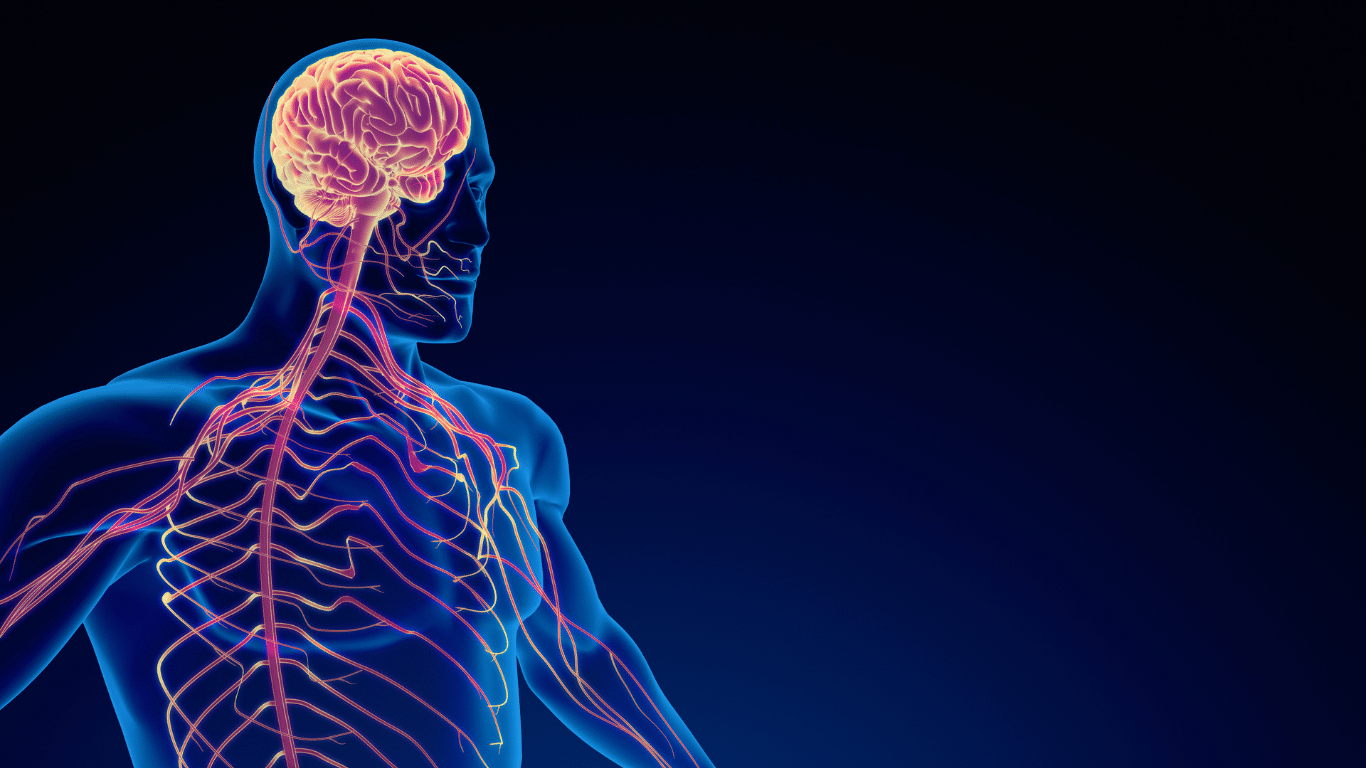 An image of a brain working with the whole nervous system