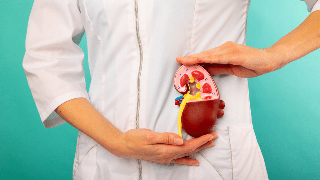 An image of a woman holding a model of a kidney