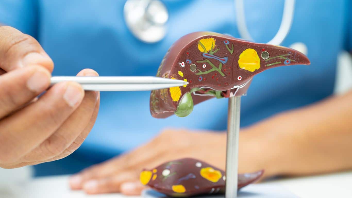 human liver anatomy