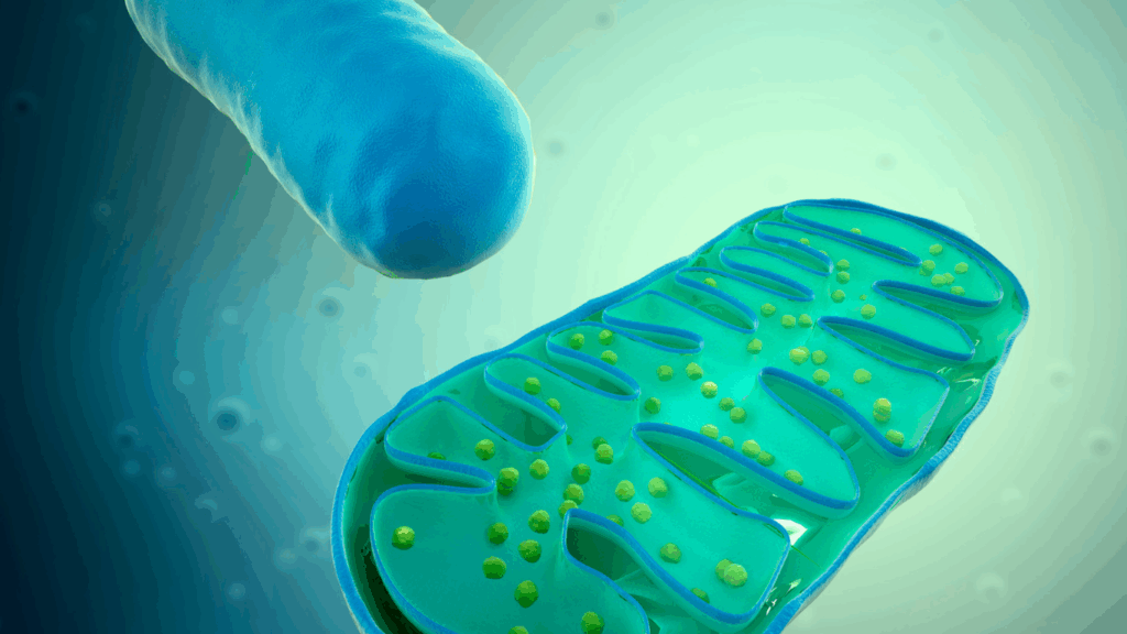 3D illustration of a mitochondrion showing its internal structure, including folded inner membranes (cristae) and scattered yellow particles, with a cylindrical blue structure in the background representing another cell component.