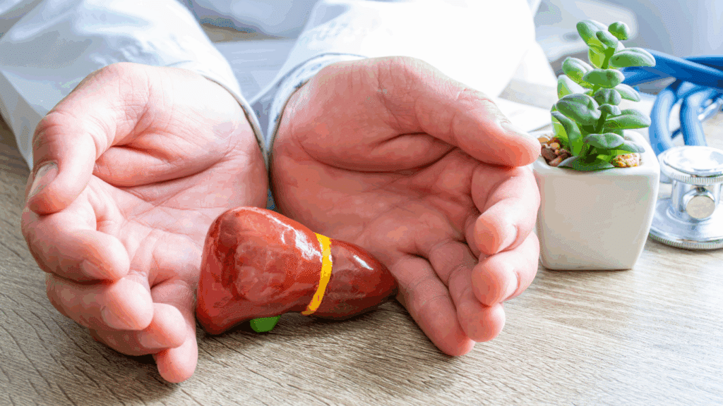 Close-up of a personโs hand holding a realistic liver model for medical illustration.