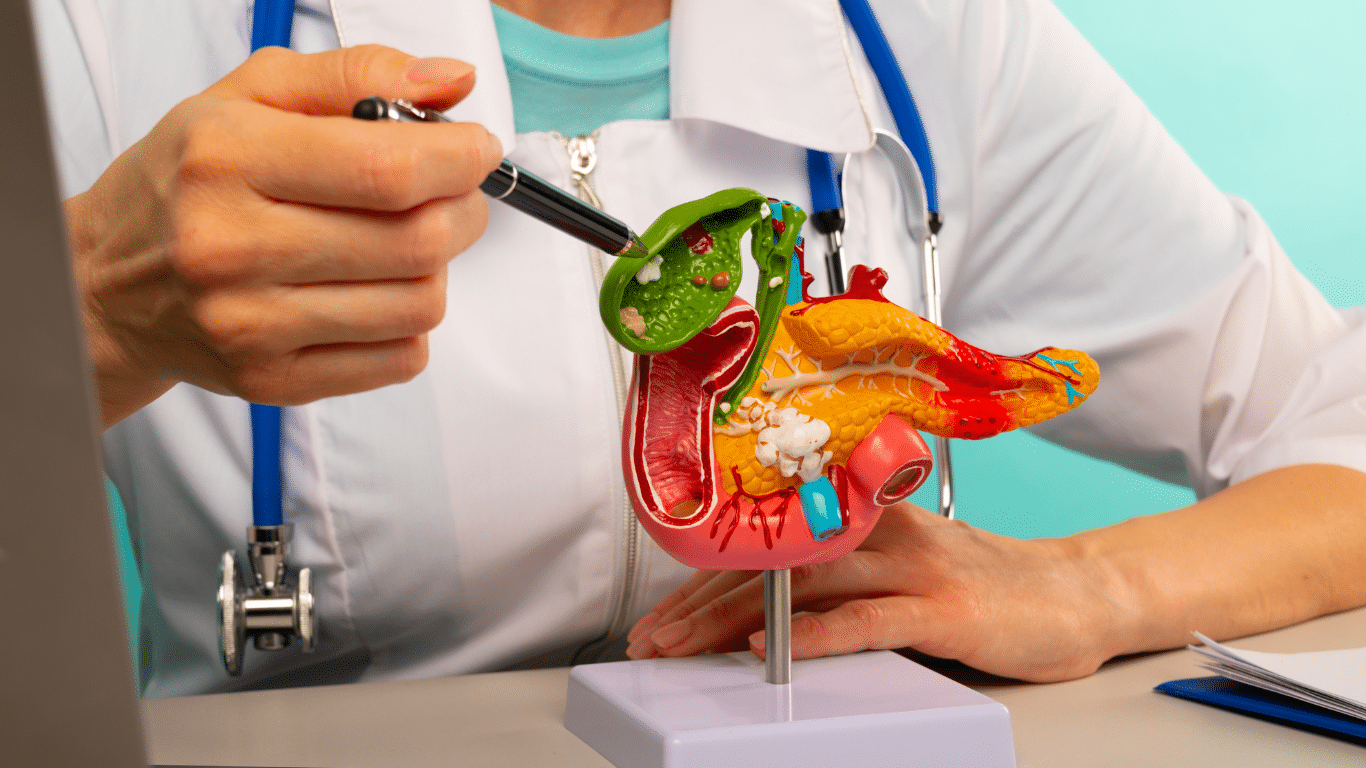 A healthcare professional in a white coat points with a pen to a detailed anatomical model of the human pancreas and gallbladder to explain its structure and function.