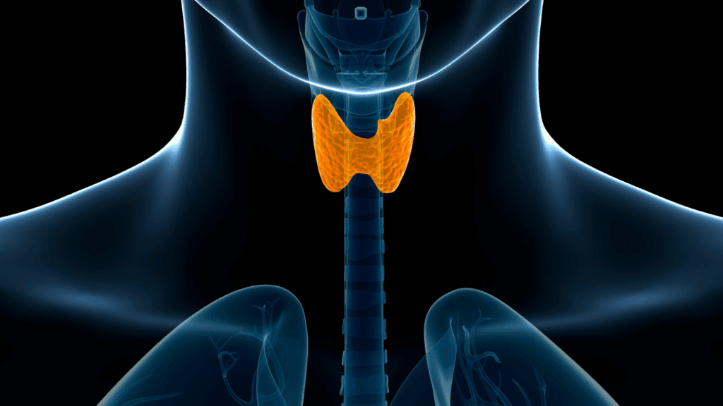 3D medical illustration of the human neck highlighting the thyroid gland in orange, located in front of the trachea.