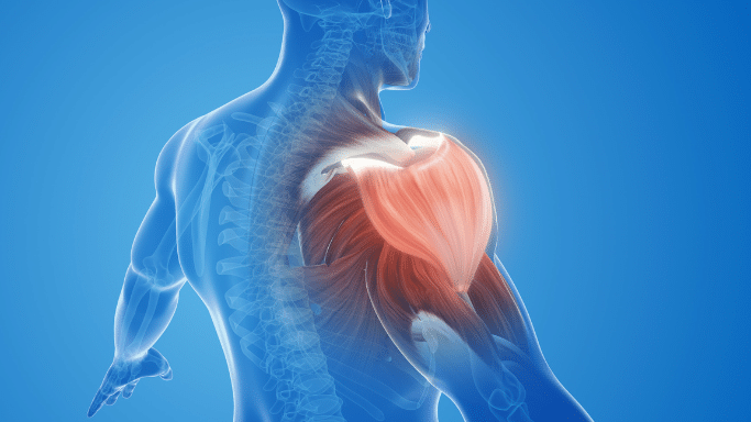 A 3D anatomical medical illustration of a human torso from the back against a blue background. The shoulder and upper arm muscles are highlighted in glowing red and orange to indicate focus, tension, or injury.