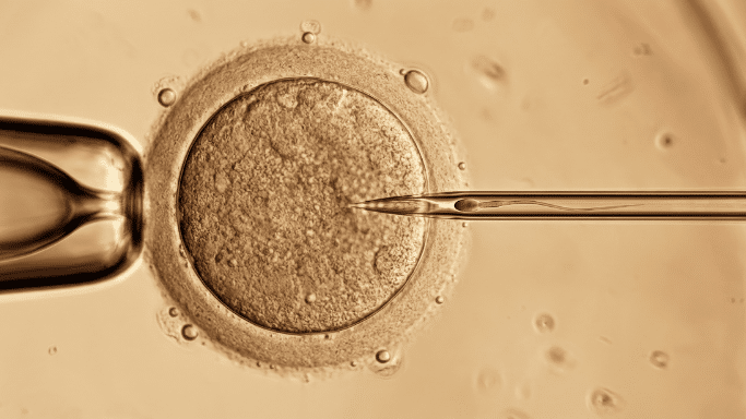 A microscopic view of an egg cell undergoing Intracytoplasmic Sperm Injection (ICSI) with a thin glass needle.