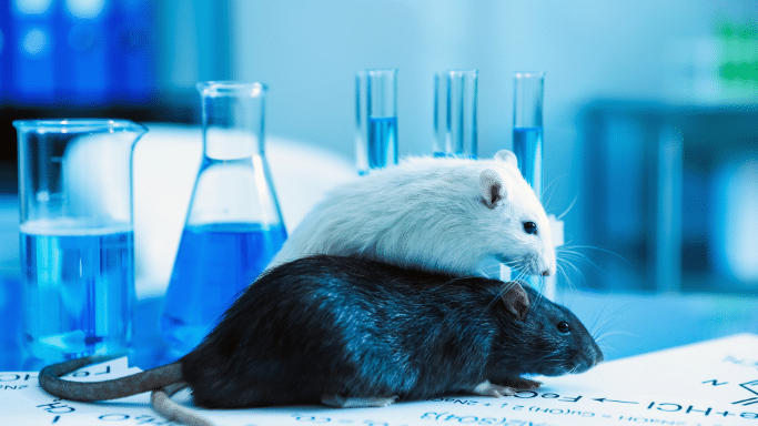 A laboratory setting under blue lighting. Two rats—one white and one black—are positioned in the foreground. They are resting on top of papers covered in chemical formulas. Glass beakers and flasks filled with blue liquid are visible in the background.