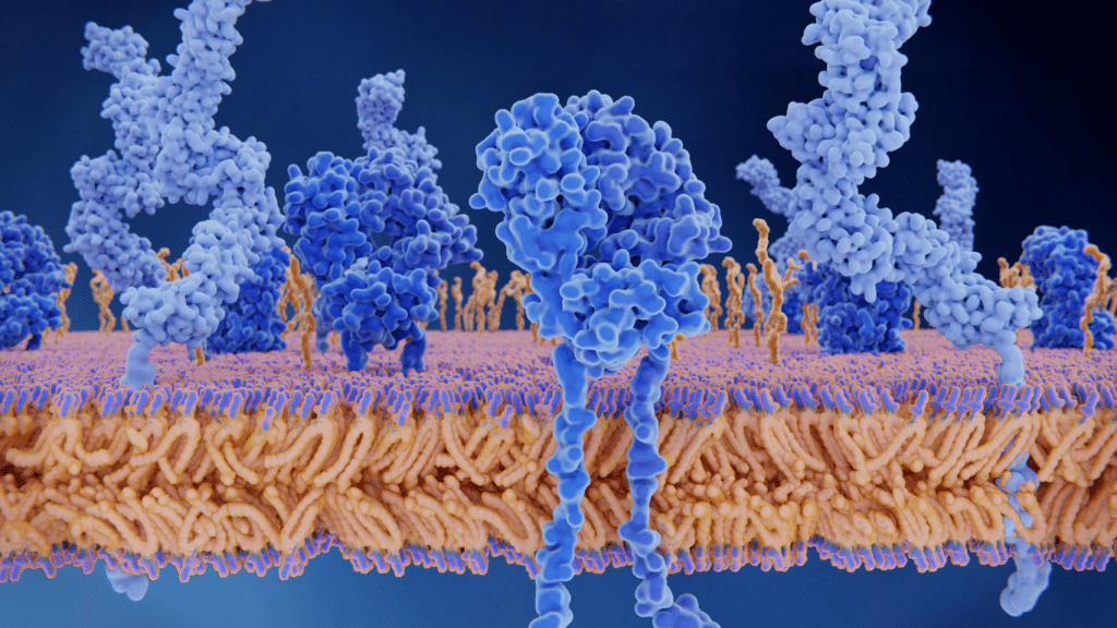 A 3D scientific illustration showing blue proteins embedded in a textured cell membrane.