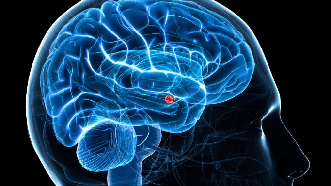 A 3D medical illustration of a human head in profile, showing a translucent blue brain. A small, specific area in the center is highlighted in bright red.