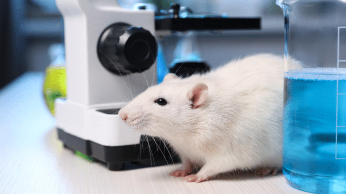 A white laboratory rat standing on a white table next to a microscope and a glass beaker filled with blue liquid.
