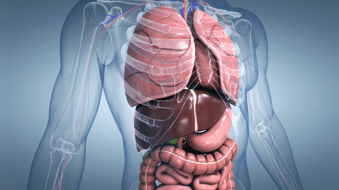 A 3D medical illustration of the human torso showing internal organs, including the lungs, heart, liver, stomach, and intestines.