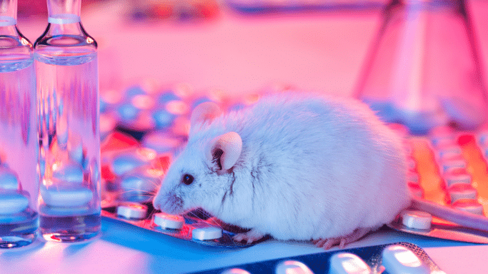 A small white laboratory mouse sitting on a white surface surrounded by blister packs of blue and white pills and glass vials. The scene is illuminated with vibrant pink and blue lighting, suggesting a scientific or pharmaceutical research setting.