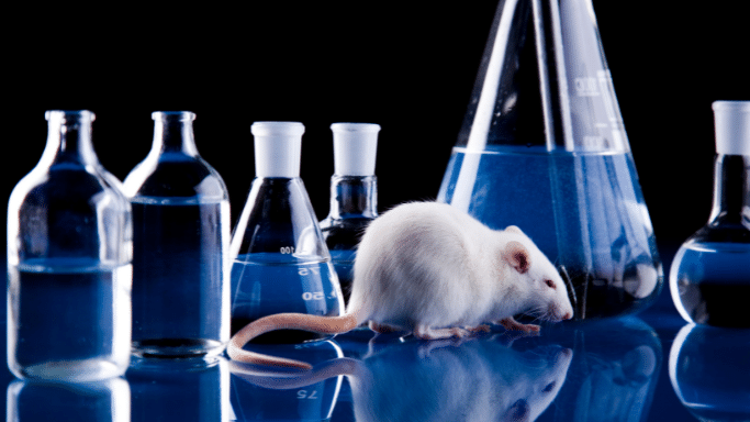 A white laboratory mouse stands on a reflective blue surface in front of several glass beakers and flasks filled with blue liquid. The background is solid black, creating a high-contrast, clinical look.