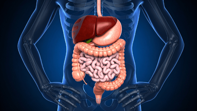 A 3D medical illustration of the human torso against a dark blue background. The skeletal system is shown in semi-transparent blue, highlighting the digestive organs in realistic colors, including the liver, stomach, and large and small intestines.