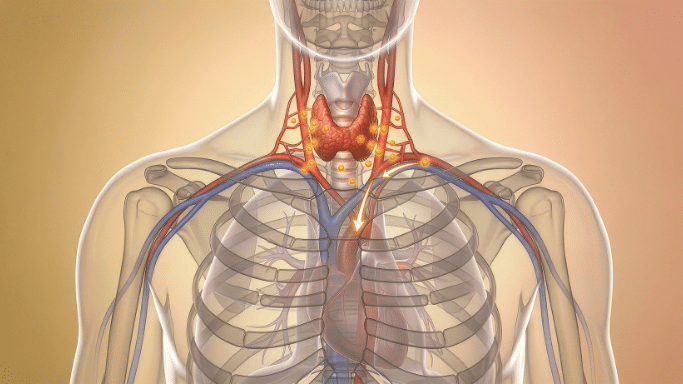 A medical illustration of a human torso showing the endocrine and circulatory systems. The thyroid gland is highlighted in orange in the neck, with arrows indicating the flow of hormones toward the heart and through the ribcage.