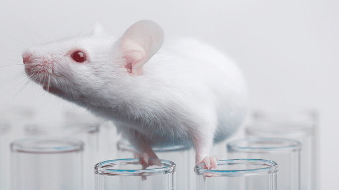 A white laboratory mouse with pink ears and red eyes standing atop a group of clear glass test tubes. The background is a clean, solid white.