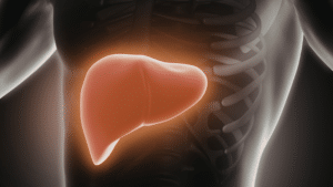 A high-contrast medical illustration showing a glowing orange-red human liver positioned within a dark, translucent skeletal torso.