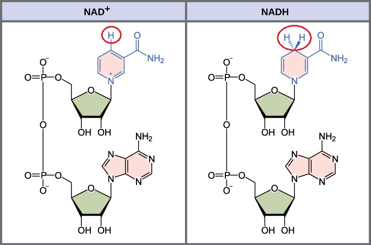 NAD_NADH_structures