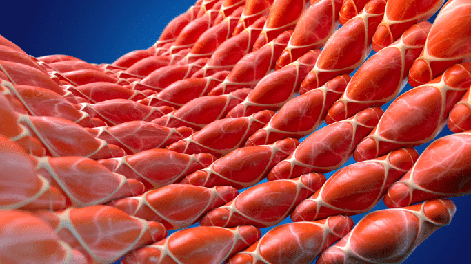 A high-definition, microscopic biological illustration of skeletal muscle fibers. The fibers are depicted as tightly packed, elongated red bundles with cream-colored outlines, creating a wavy, textured landscape that stretches across a solid blue background.