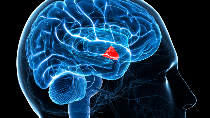 A 3D profile illustration of a human head and brain rendered in glowing blue lines against a black background. A distinct, triangular region representing the hypothalamus is highlighted in bright, solid red near the center of the brain structure.
