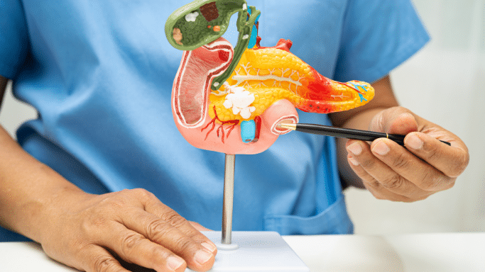 An eye-level, medium shot shows a person in blue medical scrubs holding a colorful anatomical model of the human digestive system. The person's hands are visible; their right hand holds a black pen, pointing to the duodenum, the first part of the small intestine. The model also shows the pancreas in yellow, the gallbladder in green, and the stomach in pink. The background is a plain white wall.