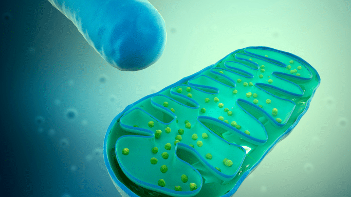 A 3D medical illustration of a mitochondrion shown in cross-section to reveal its internal structure. The organelle is teal-colored with a folded inner membrane (cristae) containing small yellow spheres. A rod-shaped structure is positioned above it against a soft green gradient background.