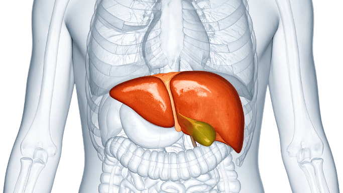 A detailed 3D anatomical model of the human torso showing the skeletal system in semi-transparent grey. The liver is highlighted in a realistic reddish-brown, and the gallbladder is shown in green tucked beneath it.