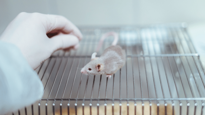 A close-up, high-angle shot of a small, light-brown laboratory mouse walking across the wire lid of a cage. A gloved hand is visible in the frame, reaching toward the mouse.