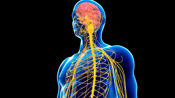 A 3D anatomical model of a human torso and head on a black background. The nervous system is highlighted in glowing yellow lines, and the brain is shown in red.