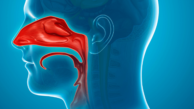 A medical illustration showing a cross-section of a human head. The nasal cavity, throat, and respiratory passage are highlighted in bright red against a blue translucent profile.