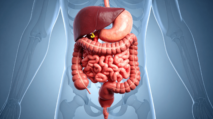 A 3D medical illustration of the human digestive system. Against a transparent skeletal background, the liver (dark red), stomach (pink), and a tangle of small and large intestines (pinkish-orange) are brightly colored