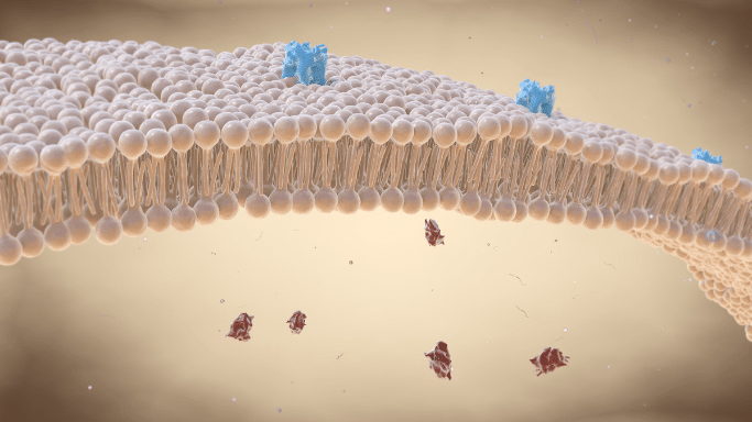 3D scientific rendering of a cell membrane cross-section showing a phospholipid bilayer with blue surface proteins.