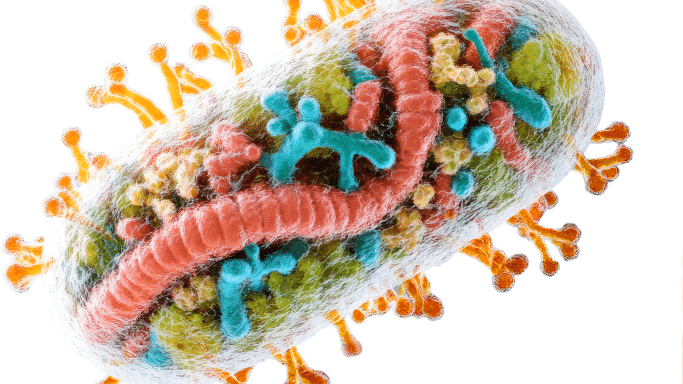 A 3D scientific rendering of a rod-shaped bacterium against a clean white background. The interior of the cell features a prominent, twisting pink strand resembling genetic material surrounded by green, yellow, and blue organic-looking structures. The translucent capsule is covered in orange, branching hair-like pili extending outward.