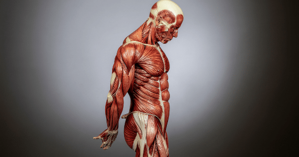 A side-profile view of an anatomical model showing the intricate muscle structures of the human torso, arm, neck, and head against a neutral gray background.