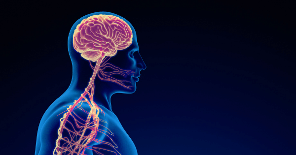 3D profile illustration of a translucent blue human upper body against a dark background, highlighting the nervous system with a glowing pink brain, brainstem, and spinal cord.
