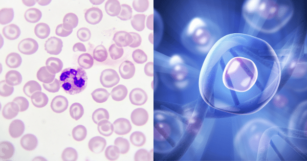 Split-screen image showing a microscopic view of blood cells on the left and a 3D digital illustration of a single glowing cell with DNA strands on the right.