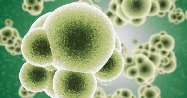 Microscopic 3D illustration of green cell clusters resembling bacteria or microscopic organisms floating in a light green fluid.