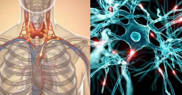 Dual-panel graphic showing a thyroid anatomical diagram on the left alongside a glowing neural network illustration on the right.