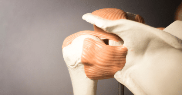 Anatomical model showing the muscles and bones of the human shoulder joint.