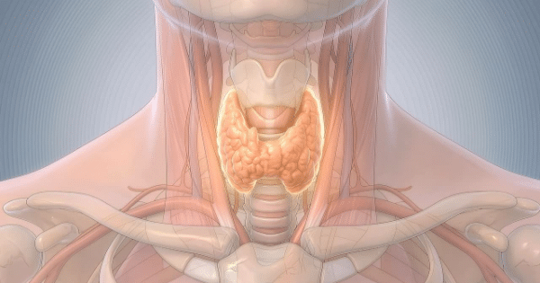 3D medical illustration highlighting the butterfly-shaped thyroid gland in glowing peach-orange at the front of the human neck and upper chest anatomy.