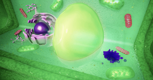 A detailed 3D scientific rendering of a plant cell interior, featuring a prominent translucent green central vacuole, a purple spherical nucleus nestled inside the endoplasmic reticulum, along with mitochondria, chloroplasts, and the Golgi apparatus surrounded by a green cellular wall.