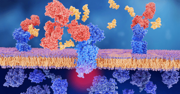 A 3D scientific illustration depicting blue receptors embedded in a cell membrane, interacting with red and yellow molecular protein structures.